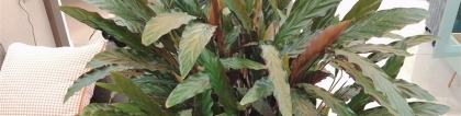 紫背竹芋：紫背竹芋怎么繁殖