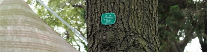 雪松树图片：雪松的病虫害及其防治