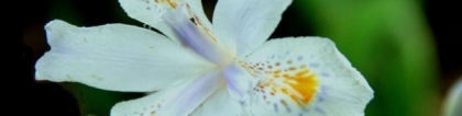 蓝色鸢尾花花语：蓝鸢尾花的花语是什么