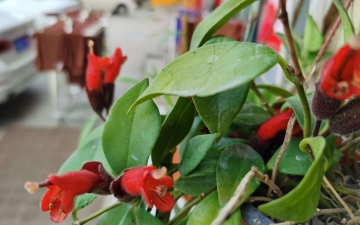 口红吊兰的养殖方法：口红花的养殖方法和注意事项