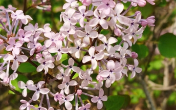 紫丁香：紫丁香花的寓意以及象征