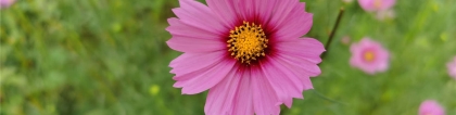 波斯菊图片：花中仙子——波斯菊